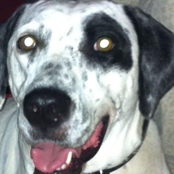 Meet your Posher, Sheryl - Picture 1 of 1